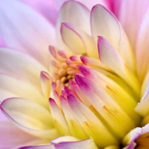 Hermosa Flor Rosa
