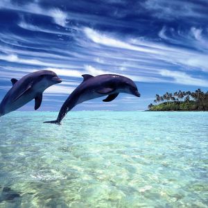 Delfines Saltando en Agua Clara