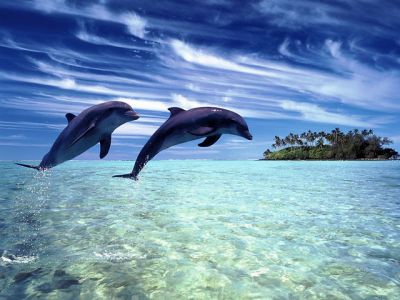 Delfines Saltando en Agua Clara