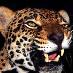 Cerca de un Leopardo Majestuoso