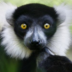 Lémur con Ojos Impactantes