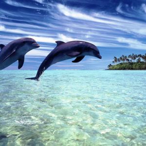 Delfines Saltando en Agua Clara