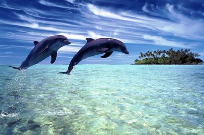 Delfines Saltando en Agua Clara