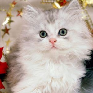 Gatito Navideño Adorable