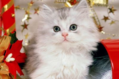 Gatito Navideño Adorable