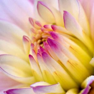 Hermosa flor de loto rosa