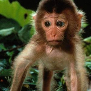 Mono Adorable en la Naturaleza