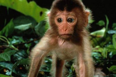 Mono Adorable en la Naturaleza