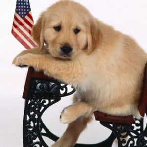 Cachorro de Golden Retriever