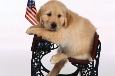 Cachorro de Golden Retriever