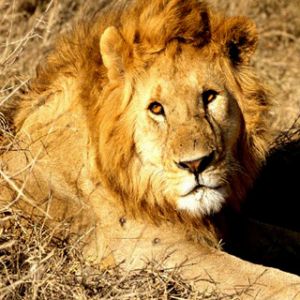 León Majestuoso en la Naturaleza
