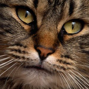 Gato Majestuoso en Primer Plano