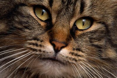 Gato Majestuoso en Primer Plano