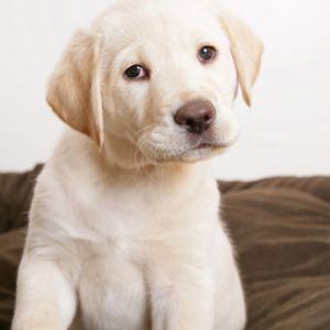 Cachorro de Labrador Adorable