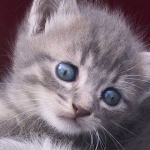 Gatito Gris Adorable