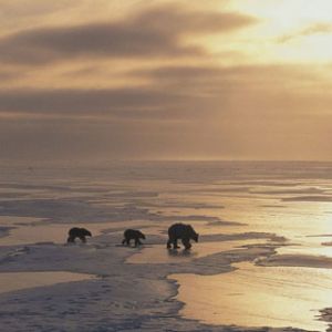 Osos Polares en el Hielo