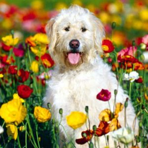 Perro Feliz en Campo de Flores