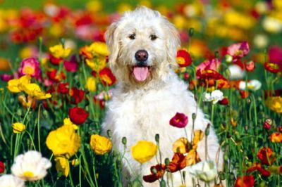 Perro Feliz en Campo de Flores