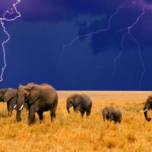 Elefantes en Tormenta