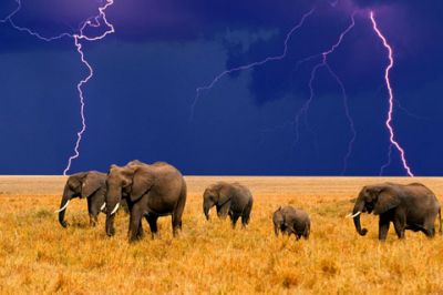 Elefantes en Tormenta