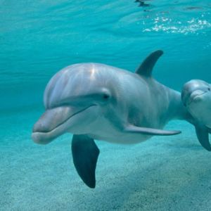 Delfines nadando en agua clara