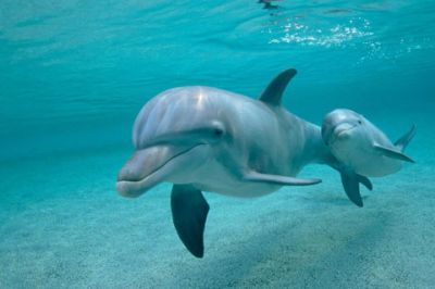 Delfines nadando en agua clara