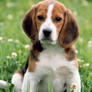 Adorable Cachorro Beagle