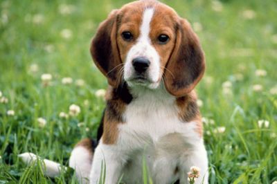Adorable Cachorro Beagle