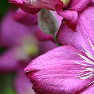 Flores Rosadas Vibrantes
