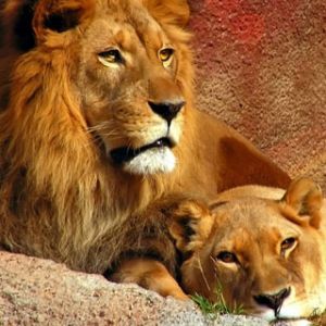 Leones Majestuosos en la Naturaleza