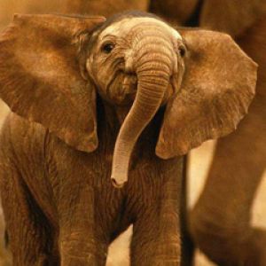 Bebé Elefante Adorable