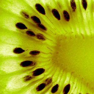 Close-Up de Kiwi