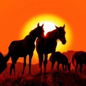 Silhouette de Caballos al Atardecer