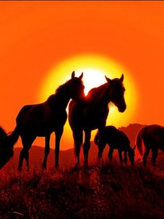Silhouette de Caballos al Atardecer