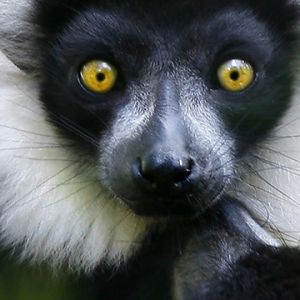 Lémur con Ojos Amarillos Impactantes