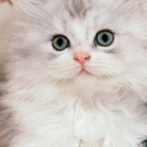 Gatito blanco y esponjoso