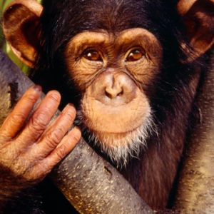 Retrato de chimpancé lindo