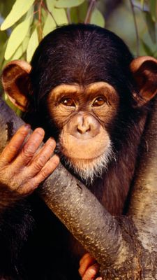 Retrato de chimpancé lindo