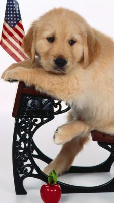 Cachorro de Golden Retriever