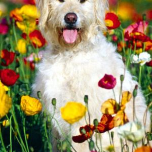 Perro Feliz en Campo de Flores