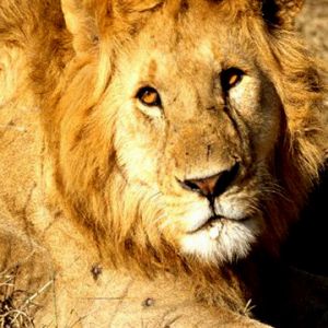 León Majestuoso en la Naturaleza