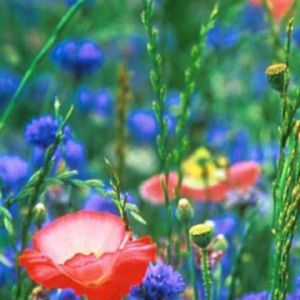 Campo de Flores Vibrantes