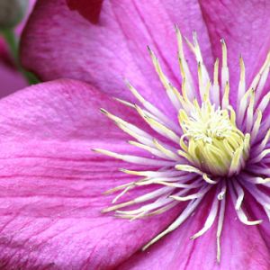 Flor Rosa Vibrante