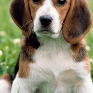 Adorable Cachorro Beagle