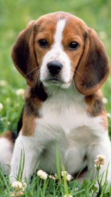 Adorable Cachorro Beagle