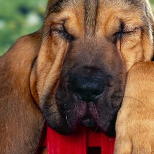 Perro Durmiendo Adorable
