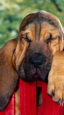Perro Durmiendo Adorable