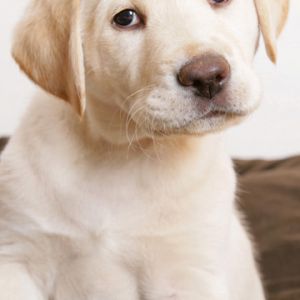 Cachorro Labrador Adorable