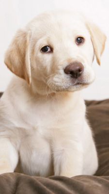 Cachorro Labrador Adorable