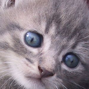 Gatito Gris Adorable